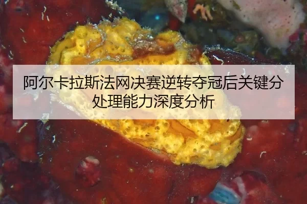 a-er-ka-la-si-fa-wang-jue-sai-ni-zhuan-duo-guan-hou-guan-jian-fen-chu-li-neng-li-shen-du-fen-xi-2-507.jpg